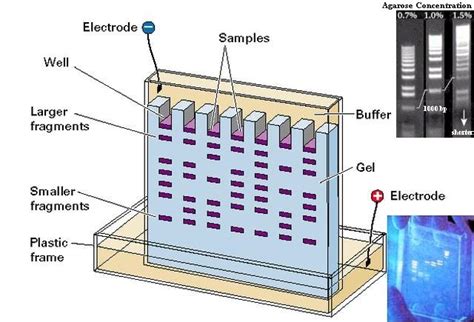 e gel electrophoresis|How.